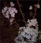 sakura1.jpg
